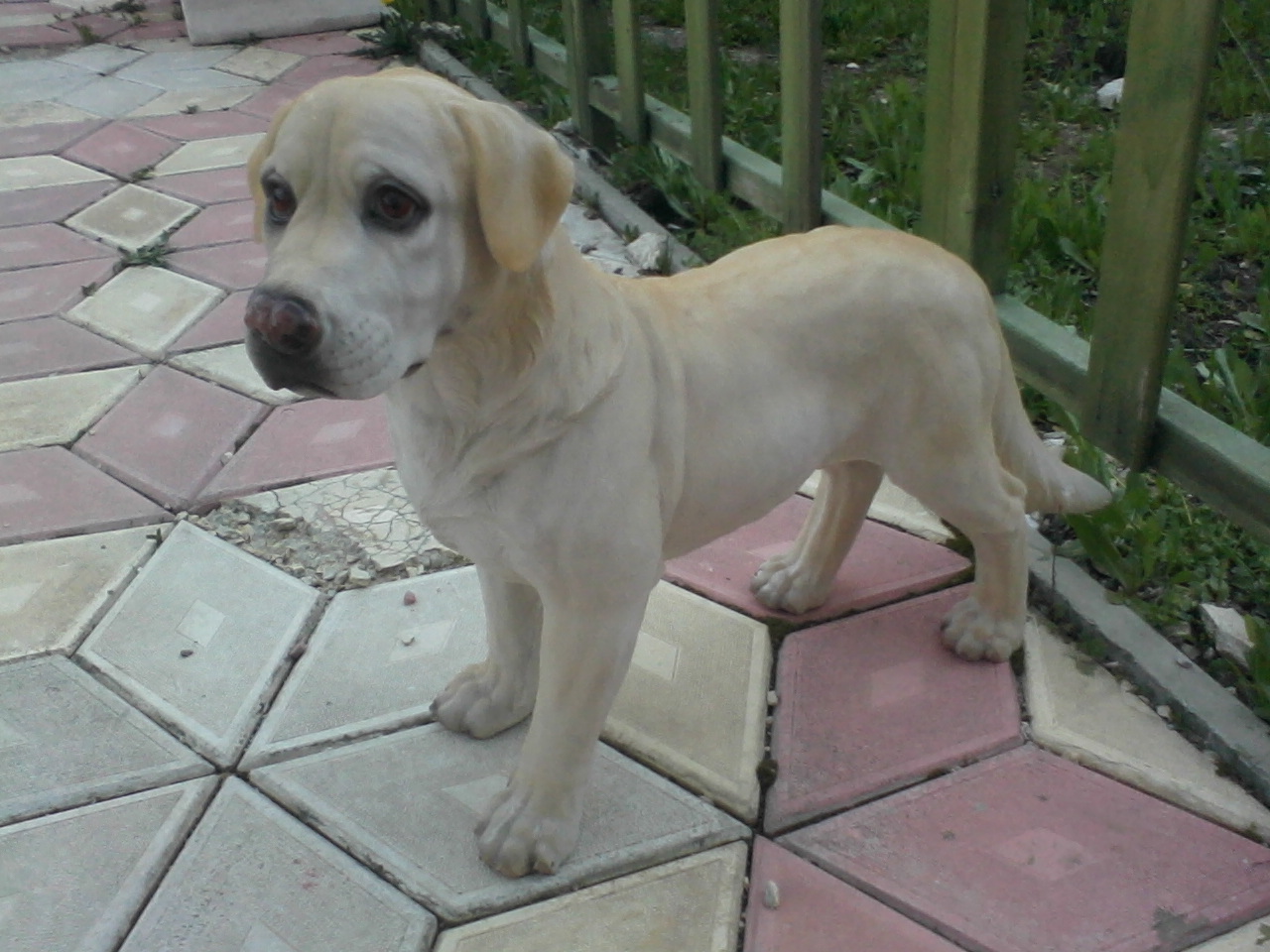 ingiliz ayakta köpek; promit en.21 boy.61 yüks.47 ağr.5
