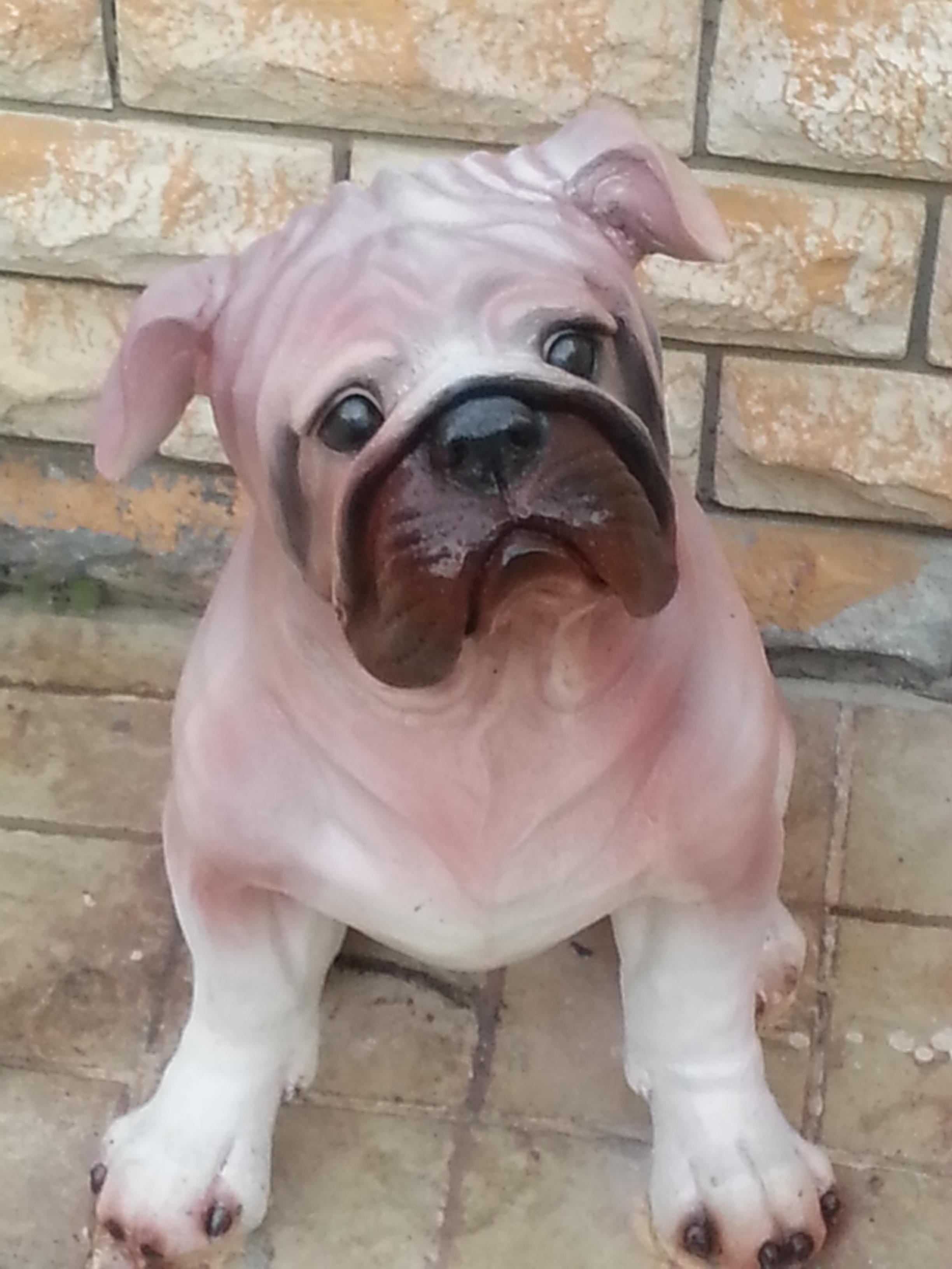 ingi buldog; promit en.50 boy.40 yüks.60 ağr.3