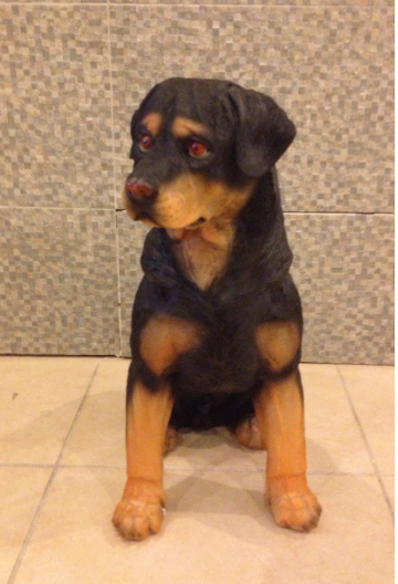 Çin Rottweiller;Promit (En:25Boy:45Yüks:50Ağr:2)