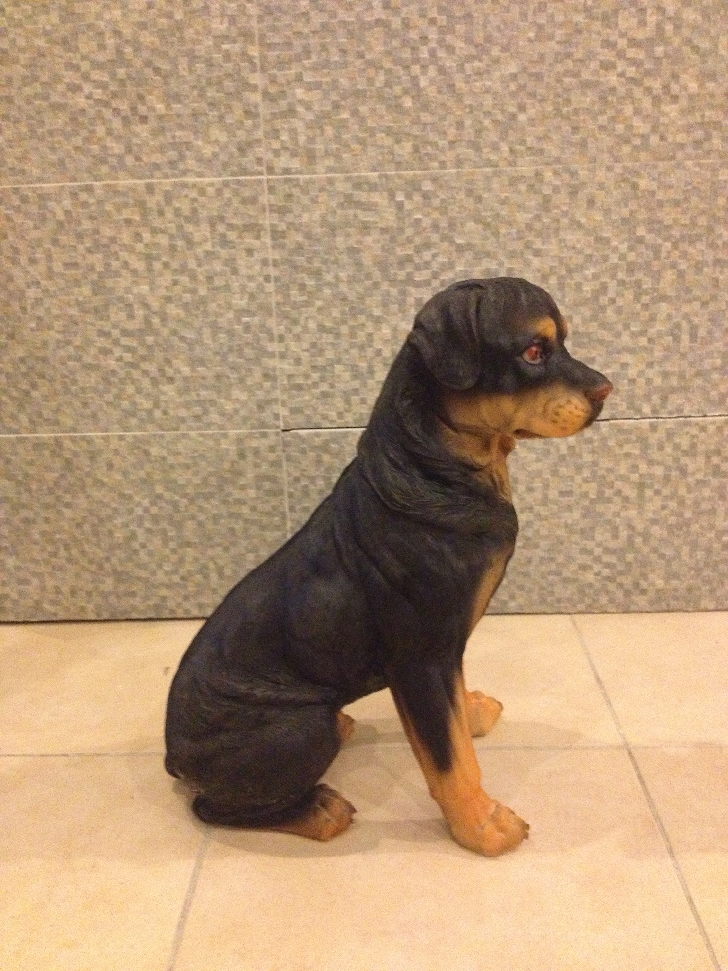 çin rottweiller; promit en.25 boy.42 yüks.50 ağr.2