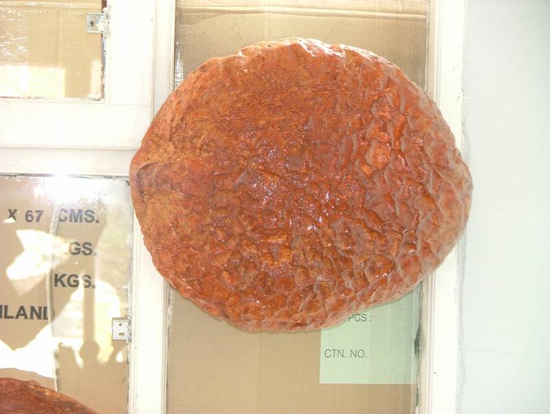 Ekmek Küçük ;Fiber (En:33Boy:33Yüks:13Ağr:5)
